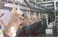 Halal Frozen goat carcass skinless 3