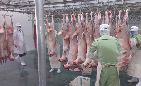Halal Frozen mutton cuts with bone 2