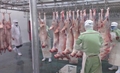 Halal Frozen mutton cuts with bone 2