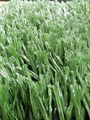 FIFA quality best performance artificial sports turf for soccer field