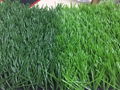 FIFA quality best performance artificial sports turf for soccer field