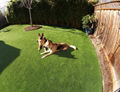 Eco-friendly non-toxic artificial grass for pets with best drainage rate 