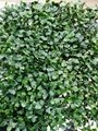 New fresh PE 3-5 years warranty artificial boxwood hedge fence panel for garden 2