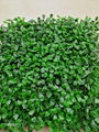 New fresh PE 3-5 years warranty artificial boxwood hedge fence panel for garden