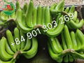 FRESH CAVENDISH BANANA