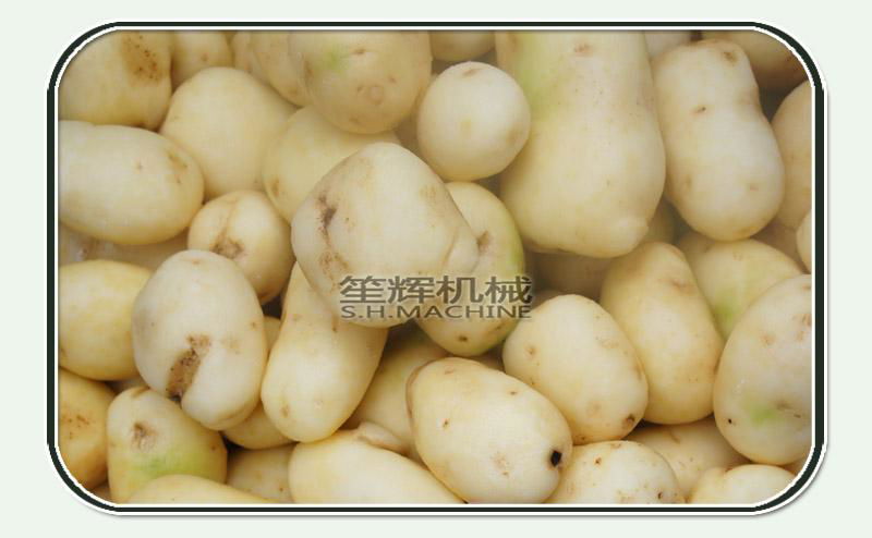 Brush potatoes peeling&cleaning machine for sale 2