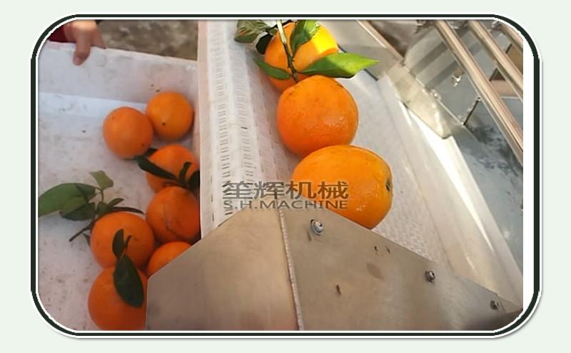 Shenghui factory vegetable and fruit bubble washing machine for sale 4