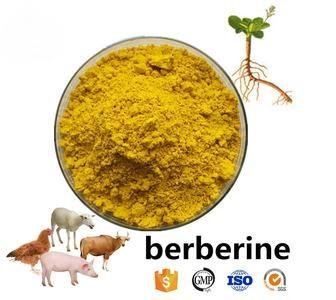 Factory Direct Supply Berberine Powder 10%-98% Best Price CAS 633-65-8