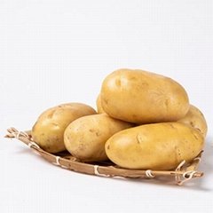 Potato set 6S strictly selected potato wholesale