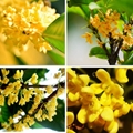 Osmanthus flavor SD 75201