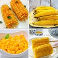 Boiled corn flavor SD 54205 4