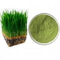 barkey grass powder