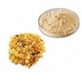 Frankincense Extract Powder-65% Frankincic Acid 1