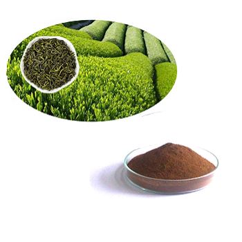 Green Tea Extract Powder