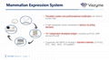 2019-nCoV IgG / IgM Detection Kit Colloidal Gold-Based