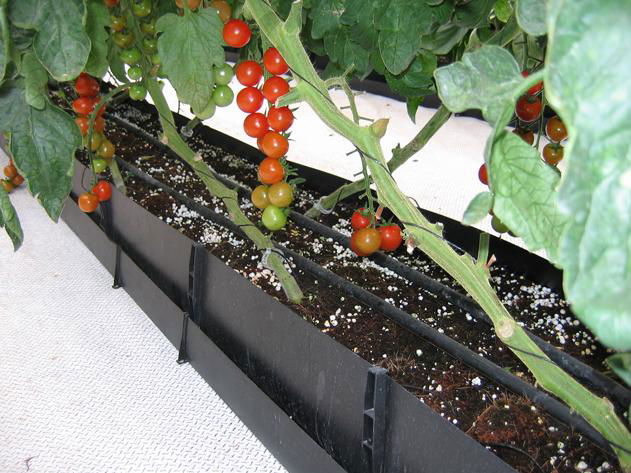 番茄栽培