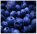 Bilberry Extract 1