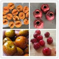 YL-II Apricot Cherry Coring Machine 5
