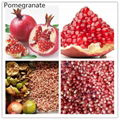 YDPG-1000 Pomegranate Passion Fruit Seeding Machine 2