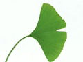 Ginkgo Biloba Extract USP40