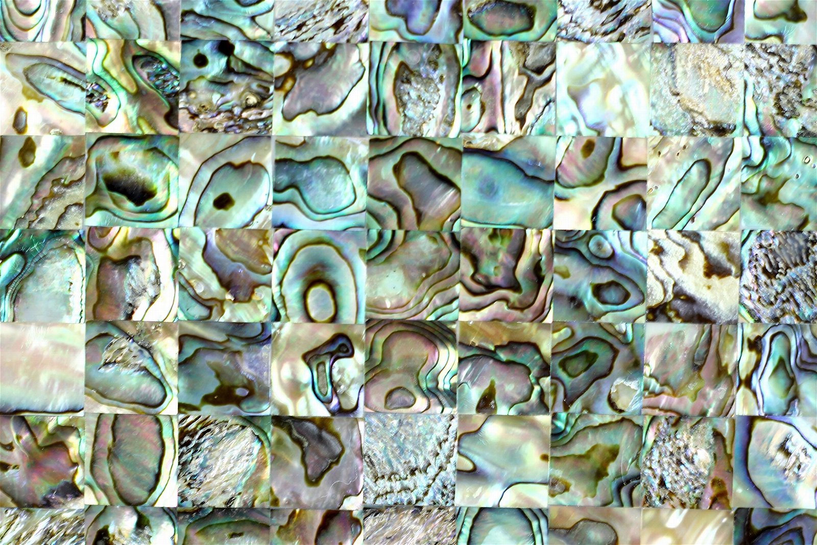 新西蘭鮑魚貝馬賽克瓷磚 2