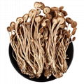 Dried Mushroom Agrocybe aegerita 500g 1