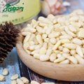 Top quality Siberian pine nuts Korean pine nuts pine nuts kernel 3