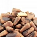 Organic cheap bulk open pine nut pine seed pine nuts in shell 