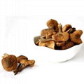 Best selling nutritious food hazelnut mushroom 2