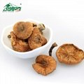 Best selling nutritious food hazelnut mushroom