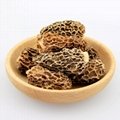 Chinese Morel Mushroom/ Dried Morel