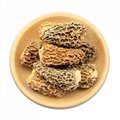 Chinese Morel Mushroom/ Dried Morel