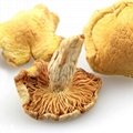 Small yellow mushroom