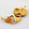Yuan mushroom