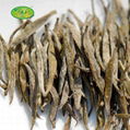 2020 new tea Junshan silver needle tea super yellow tea