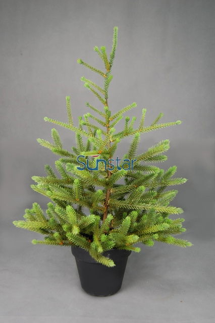 ARTIFICIAL ANGEL PINE TREE WITH CONE POTTED 60CM 2