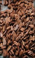 pine bark extract 1