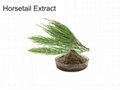 Horsetail extract  1