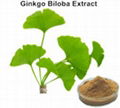 Ginkgo biloba extract  1