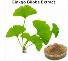 Ginkgo biloba extract