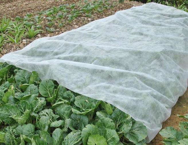 Nonwoven fabric for Agricultural 