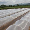 Nonwoven fabric for Agricultural 