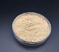 Bacillus Coagulans 1