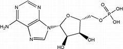 High quality Adenosine-5'-monophosphate(AMP-H) CAS NO.61-19-8