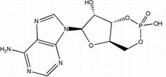 High quality adenosine 3'--5'-cyclic