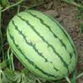Chinese high quality hybrid watermelon