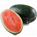 High yield and resistance hybrid watermelon seeds 1