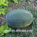 Tropical seedless triploid watermelon