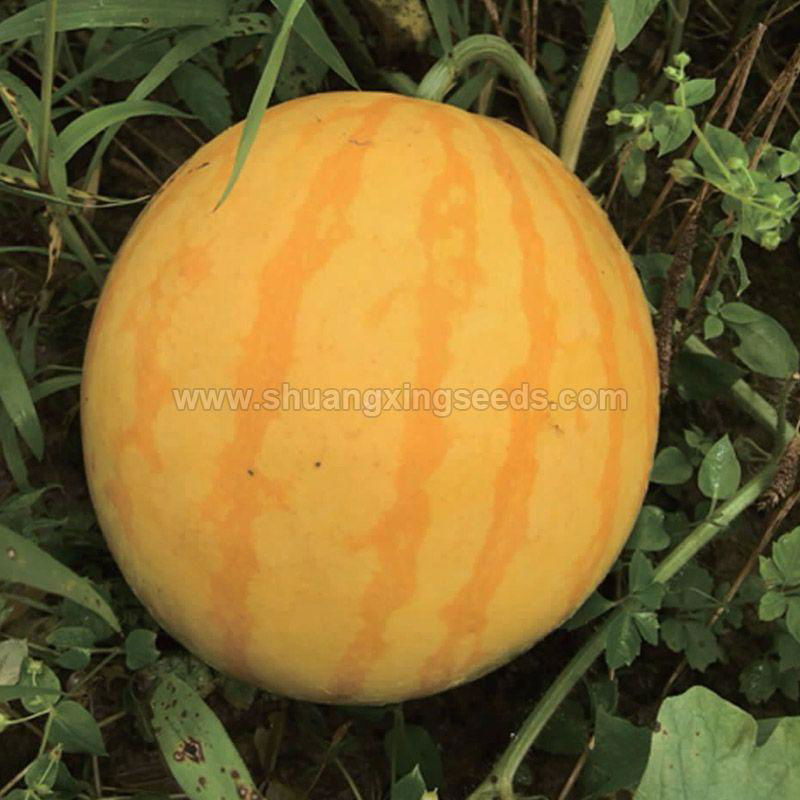 Golden King hybrid watermelon seed yellow fruit