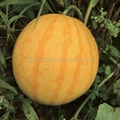 Golden King hybrid watermelon seed yellow fruit 1